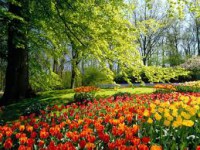 /album/fotogaleria-primavera/primavera-2-jpg/